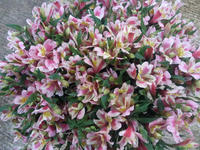 20130313seika2.jpg