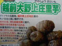 日本一おいしい里芋『越前大野上庄里芋』!!