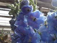 20130326deruhu2.JPG