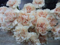 20130529seika1.JPG