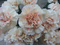 20130529seika2.JPG