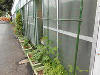 20130531midori1.JPG