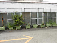 20130531midori2.JPG