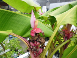 20130811-バナナ.JPG