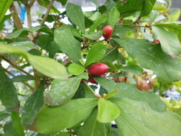 20130811-ミラクルフルーツ.JPG