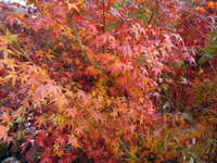 20131129-もみじ1.JPG