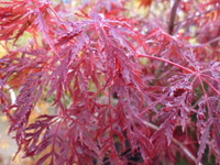 20131129-もみじ2.JPG