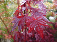 20131129-もみじ3.JPG