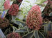 12月のオススメ　人気の花木｢シキミア｣