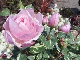 20140416verschuren-flower.jpg