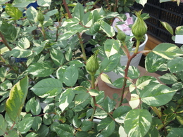 20140416verschuren-leaf.jpg