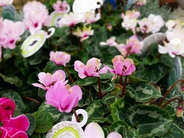 gshiki-greentiara-7.jpg