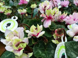 gshiku-greentiara-3.jpg