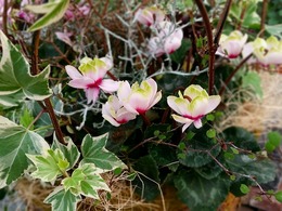 gshiku-greentiara-4.jpg