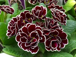 royalpurpleedge2015012303.jpg