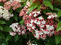 オススメ花木 ~ビバーナム・ティヌス&姫うつぎ~