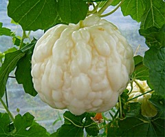 applegoya2015haru1.jpg