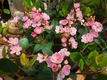 紅花シャリンバイ 【ペリドット】