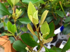 sharinbaiperidot2015haru03.jpg