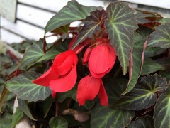 begonia-summerwing201502.jpg