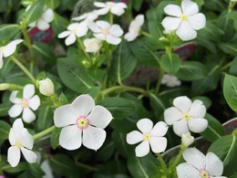 mininatu20150501.jpg