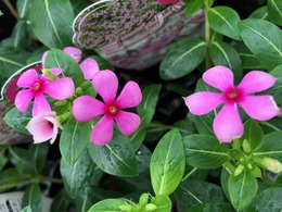 mininatu20150502.jpg