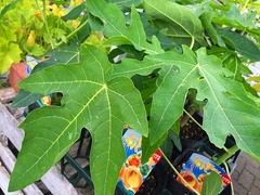 ultrapapaya201504.jpg