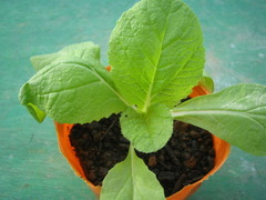 20150913201045.JPG