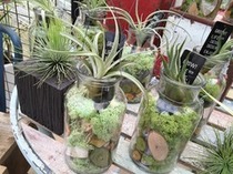 エアープランツのオシャレ雑貨