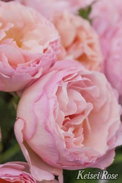 PRINCESSE_CHARLENE_DE_MONACO_2011-004.jpg