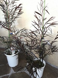 20151031195555.jpg