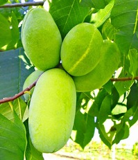 popoumango20151000.jpg
