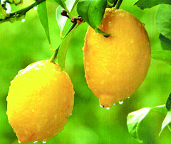sethouchilemon20151003.jpg