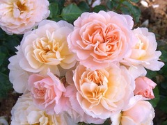 chiffonade201511.jpg