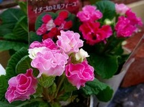プリムラ・ジュリアン~プレミアムなバラ咲き~