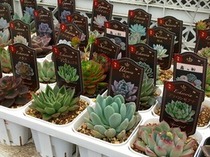 多肉植物~Succulent~