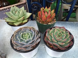 20160206165235.jpg