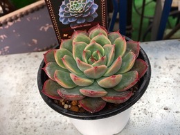 20160206165537.jpg