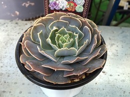 20160206165740.jpg