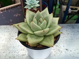 20160206170042.jpg