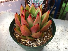 20160206170245.jpg