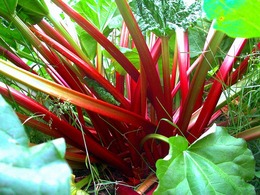 redrhulbarb2016haru01.jpg