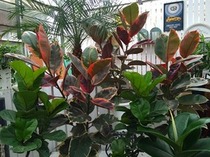 観葉植物~フィカス属~