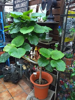 20160629144720.jpg