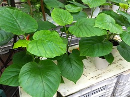 20160629145022.jpg