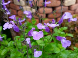 salviapaleblue20160602.jpg