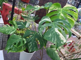 20160801162717.jpg
