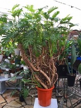 観葉植物~サトイモ科~