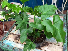 20160801165141.jpg