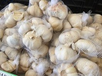 国産ニンニク種